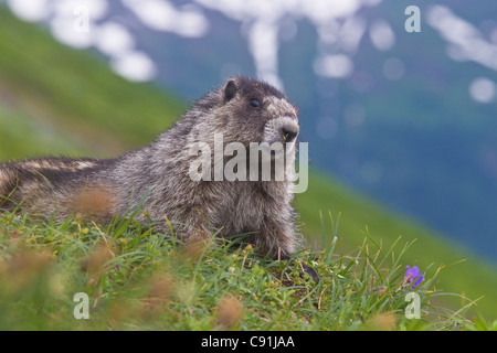 Hoary Marmot am Eingang zur Höhle, Kenai Fjords National Park, Yunan Alaska, Sommer Stockfoto