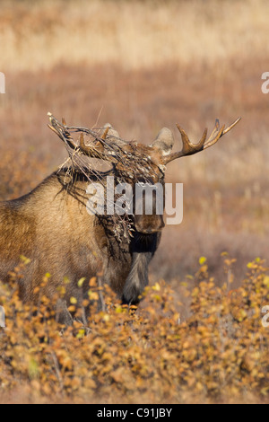 Junger Stier Elch Bürste verfangen in Geweih während der Brunft, Denali Nationalpark, Alaska Interior, Herbst Stockfoto