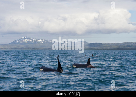 Schwertwal-Pod mit großen männlichen schwimmen vor Hawkins Island im Prince William Sound, Alaska Yunan, Sommer Stockfoto