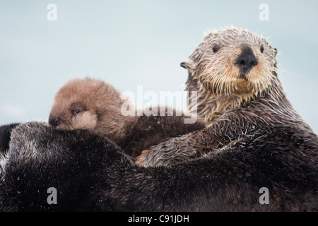 Sea Otter mit Schnee bedeckt halten neugeborenen Welpen, Prinz-William-Sund, Yunan Alaska Winter Fell Stockfoto