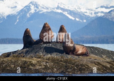 Steller Seelöwen Männchen holte auf Felsen im Hafen Gravina mit Chugach Mountains im Hintergrund, Prince William Sound, Alaska Stockfoto