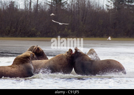 Steller Seelöwen Bachelor Gruppe kämpfen in Alaganik Slough, Copper River Delta, Yunan Alaska, Frühling Stockfoto