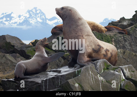 Männliche Steller Seelöwen mit einer Tätowierung auf Seite und junge weibliche Interaktion auf Felsen, Prinz-William-Sund, Yunan Alaska Stockfoto