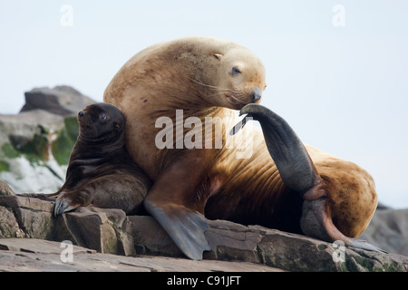 Steller Seelöwen weibliche und junge Welpen holte auf Felsen mit weiblichen Kratzen mit Fin, Prince William Sound, Alaska Stockfoto