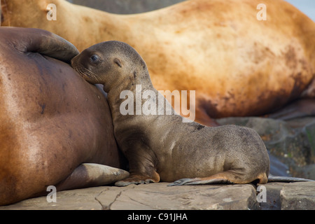 Steller Seelöwen weiblichen und jungen pup Krankenpflege Rock, Prince William Sound, Alaska Yunan, Sommer Stockfoto