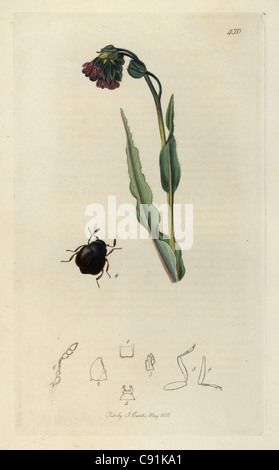 Aspidophorus Orbiculatus, endständigen Dermestes Käfer Stockfoto
