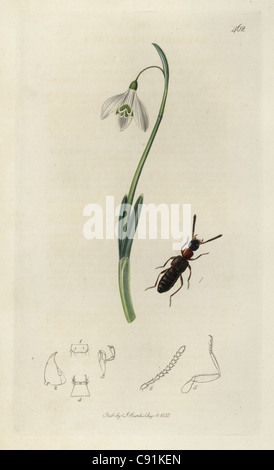 Falagria Thoracica, rot-thoraxed Staphylinus Käfer und Schneeglöckchen Stockfoto