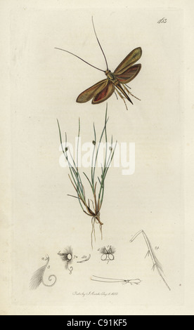 Adela Frischella, Coleophora Frischella Frischs Japan, Long-Horn oder Frisch ist Fall-Motte Stockfoto