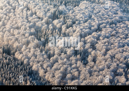 Luftaufnahme der Winterschnee auf einem Mischwald in der Nähe von Hannover, Niedersachsen, Deutschland Stockfoto