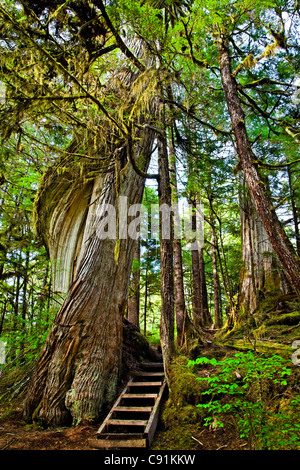 Schritte führen vorbei an einem moosigen, Verdrehung Baum entlang Mittagessen fällt Loop Trail, Siedler Cove State Freizeit Site, Ketchikan, Alaska Stockfoto