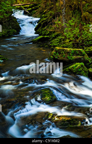 Creek fließt entlang Moos bedeckt Felsen, Mittagessen fällt, Siedler Cove State Recreation Site, Ketchikan, südöstlichen Alaska, Sommer Stockfoto