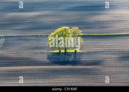 Luftbild Frühjahr grüne Blätter auf eine Reihe von Bäumen, Leitungen in einem Acker, Niedersachsen, Deutschland Stockfoto