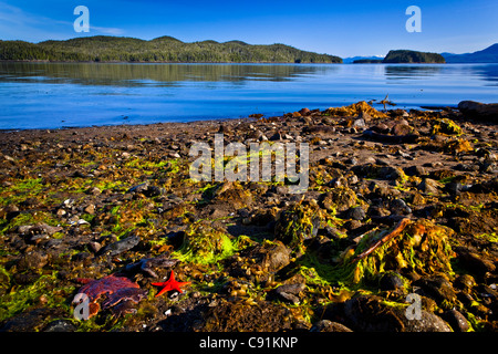 Malerische Aussicht auf den Strand von Klee Passage bei Ebbe mit Seesterne sichtbar und Betton Insel, Ketchikan, Alaska Stockfoto