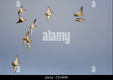 Böhmische Seidenschwänze (Bombycilla Garrulus) im Flug Stockfoto