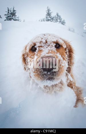 Nahaufnahme von Schnee bedeckten Golden Retriever am Turnagain Pass, Tincan, Winter, Kenai Mountains in Yunan Alaska Stockfoto