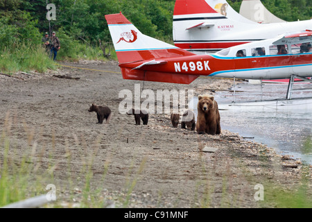 Braunbär Sau führt ihre vier jungen hinunter den Strand von Naknek Lake, Vergangenheit angedockt Wasserflugzeuge, Katmai Nationalpark, Alaska Stockfoto