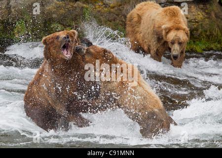 Zwei Braunbären Männchen zu kämpfen, während eine dritte männliche, in der Nähe von Brooks Falls, Brooks Camp, Katmai Nationalpark, Alaska Uhren Stockfoto