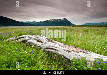 Panoramablick in der Nähe von Twenty Mile River mit Arctic Lupine und Totholz im Vordergrund, Chugach National Forest, Alaska Stockfoto