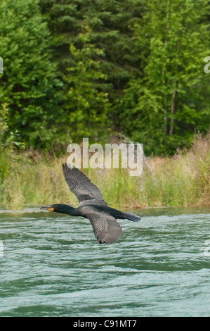 Ein Doppel-crested Kormoran gleitet über den Kenai River in der Nähe von Cooper Landing, Kenai-Halbinsel, Yunan Alaska, Sommer Stockfoto