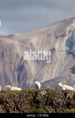 Ein Trio von Dallschafe Rams ruht auf einem Felsvorsprung in der Nähe von Polychrome Pass im Denali Nationalpark & Preserve, innen Alaska Stockfoto