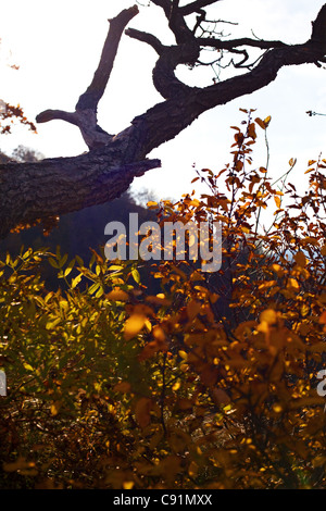 Trockenen Teil des Baumes im Herbst. Stockfoto