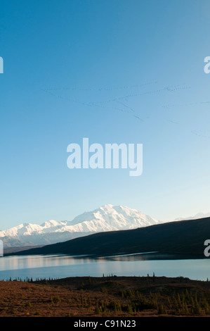 Panoramablick auf Wonder Lake und Mt. McKinley Denali Nationalpark & Preserve, innen Alaska, Herbstfärbung Stockfoto