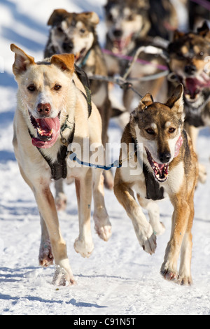 Jason Dunlap Teamrennen hinunter die Spur während der 2011 Fell Rondy Open World Championship Sled Dog Race, Anchorage, Alaska Stockfoto