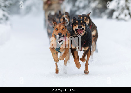 Marvin Kokrines Hunde laufen im Jahr 2011 ExxonMobil Open, Yunan Alaska, Winter Stockfoto