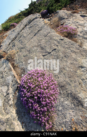 Griechenland-Kykladen-Sikinos wilder Thymian in Blüte Stockfoto