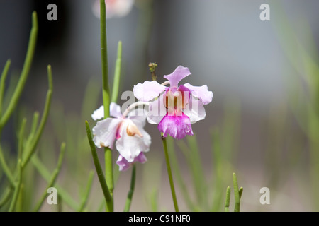 Botanischen Garten: National Orchid Garden Stockfoto