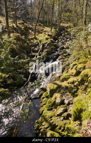 Thirlmere künstlichen See. Lake District Cumbria England UK Detail der Baumwurzeln See Stockfoto