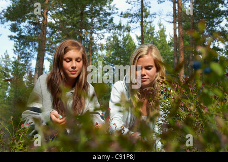 Frauen im Wald Beeren pflücken Stockfoto