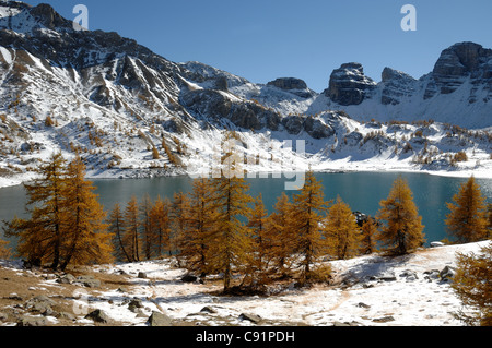 Winter Blick auf den See Allos oder Lac d'Allos im Nationalpark Mercantour mit Herbstlärchen, Larix decidua, Südfranzösische Alpen, Frankreich Stockfoto