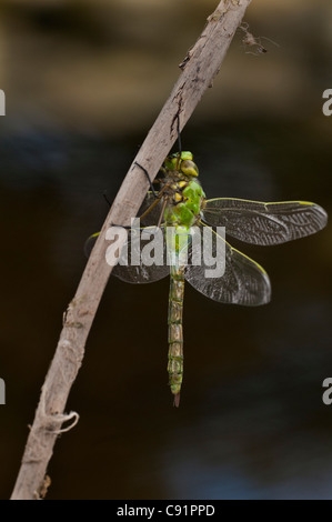 Seitenansicht des weiblichen Kaisers trocknen seine Flügel in Vorbereitung auf seinen ersten Flug. Stockfoto