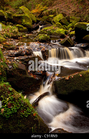 kleiner Wasserfall am Fluss im Herbst durch Padley Schlucht, Grindleford, Peak District, England Stockfoto