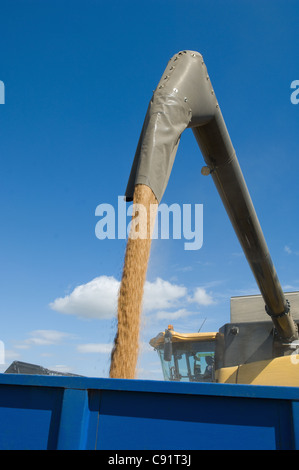 Nahaufnahme der Tülle strömenden Weizenkörner Stockfoto