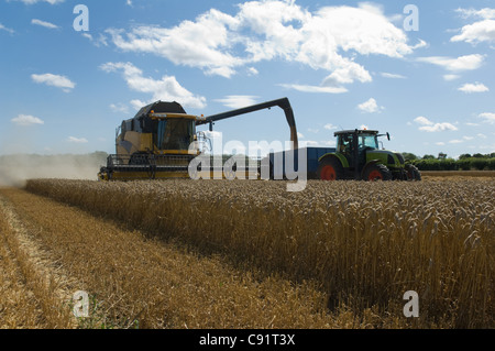 Drescher beim Ernten von Weizen Stockfoto