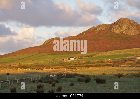 Der Höhepunkt der Carn Llidi in der Nähe Whitesands Bay im frühen Morgenlicht mit einem walisischen Wirtschaftsgebäude und Schafe weiden den Stockfoto