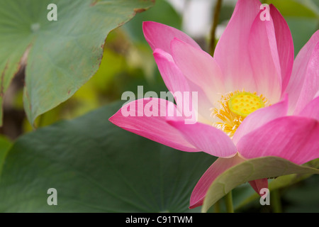 Lotusblume in eine Schüssel mit Wasser in das Grand Palace in Rattanakosinm, der Altstadt von Bangkok. Stockfoto