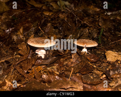 Ein tödlich giftigen Panther Kappe Pilz, Amanita Pantherina, Schleier befestigt Basidiocarp innen Wald wächst. Stockfoto