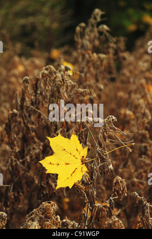 Ein einsamer Herbst Blatt gefangen in einem Strauch auf dem Waldboden Friston Wald (Nr Eastbourne), East Sussex, England. Stockfoto