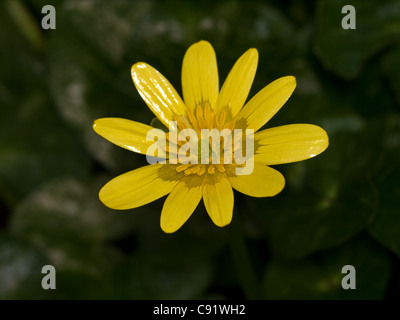 Horizontale Porträt des kleinen Celandines, Ranunculus Ficaria oder Ficaria Verna, in Feuchtgebieten. Stockfoto