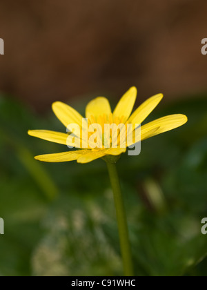 Vertikale Porträt des kleinen Celandines, Ranunculus Ficaria oder Ficaria Verna, in Feuchtgebieten. Stockfoto