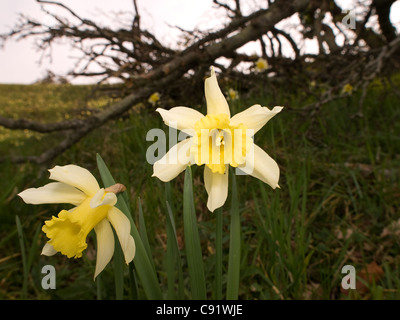 Narcissus Varduliensis, Narzisse, horizontale Porträt von Blumen neben Wald. Vom Aussterben bedrohte Spezies in Europa Stockfoto