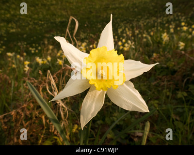 Narcissus Varduliensis, Narzisse, horizontale Porträt von Blumen neben Wald. Vom Aussterben bedrohte Spezies in Europa Stockfoto