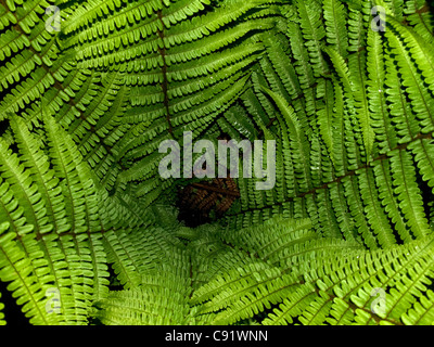 Horizontale Porträt gemeinsame Wurmfarn, Dryopteris Filix-mas Stockfoto