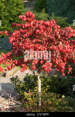 Herbstfärbung von der Spindel-Baum Stockfoto