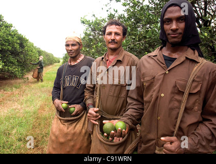 Arbeiter, Bauern und Landarbeiter sammeln Orangen in einer landwirtschaftlichen Genossenschaft ("9 de Abril" UBPC). San Antonio de Los Baños, Kuba Stockfoto