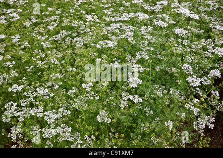 Koriander Blüte im Feld, auch bekannt als Cilantro. Stockfoto