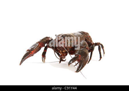 gemeinsamen Yabby oder Krebse Cherax Destructor in einem Studio geeignet für Ausschnitt Stockfoto